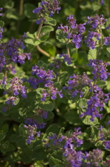 高原の花