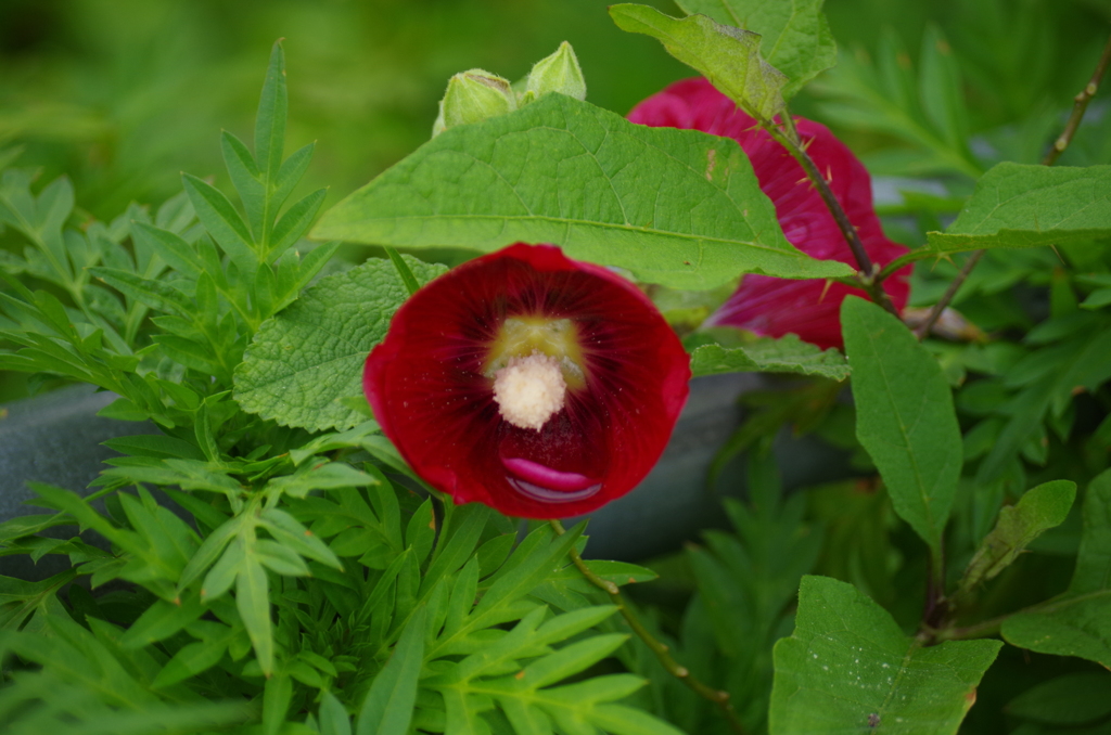 花の盃