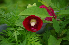 花の盃