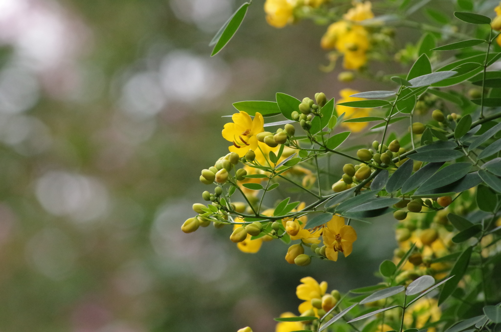 何の花？