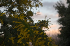 春の夕暮れ