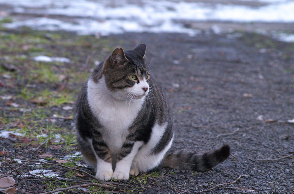 公園の野良猫さん