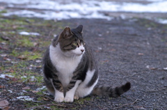 公園の野良猫さん