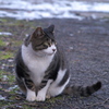 公園の野良猫さん
