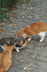母猫現わる