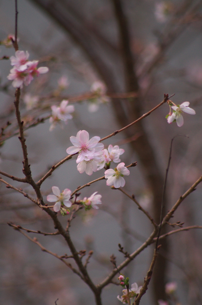 十月桜