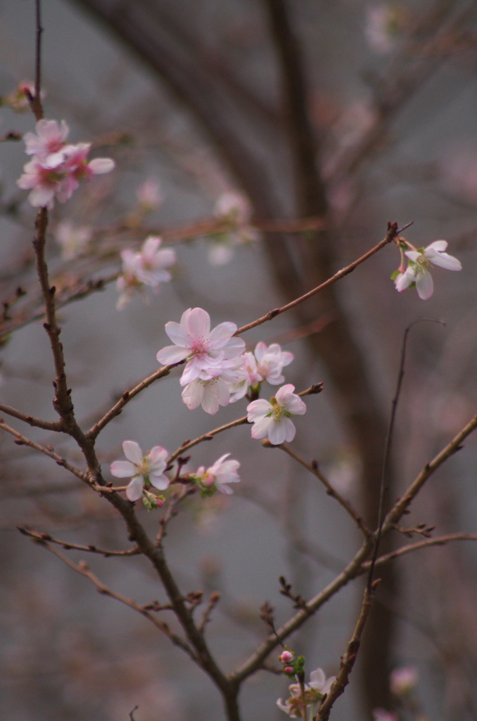 十月桜