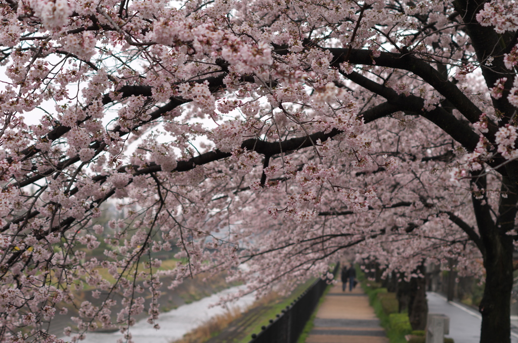 桜並木