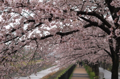 桜並木