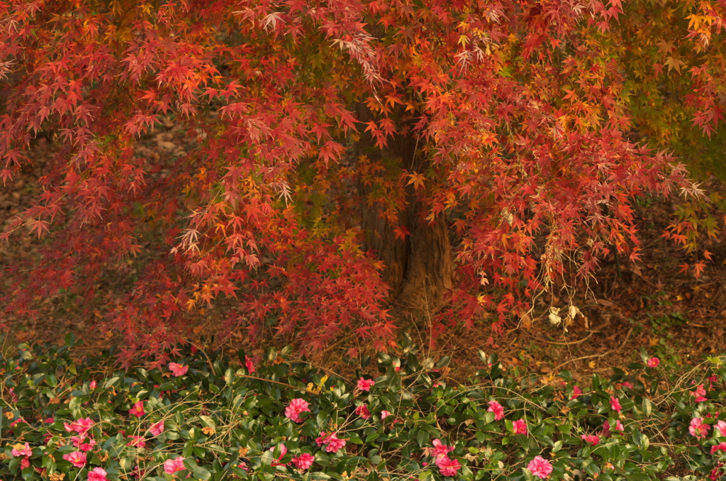紅葉と山茶花