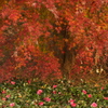 紅葉と山茶花