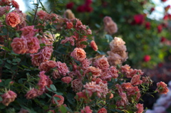 春薔薇の思い出