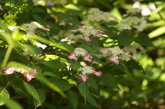 紫陽花