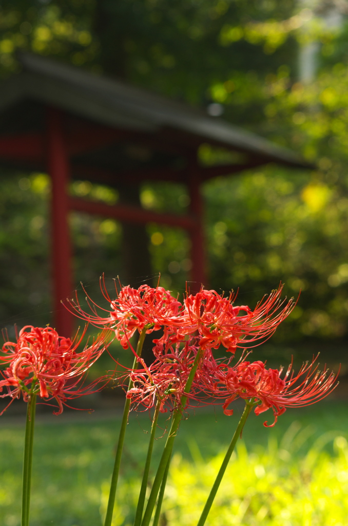 神社の彼岸花