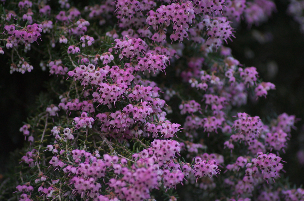 冬に咲く花