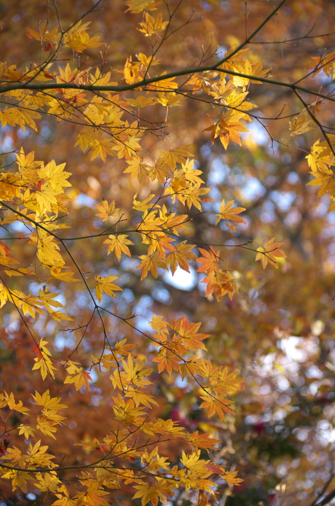 紅葉