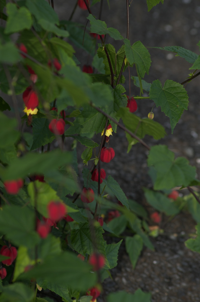 秋の花