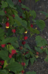 秋の花