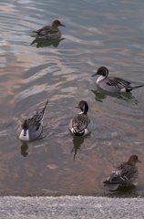 水辺の鳥
