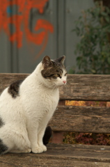侵入猫①