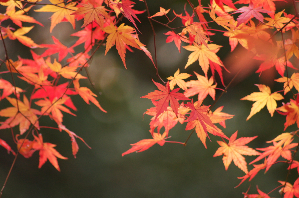 紅葉