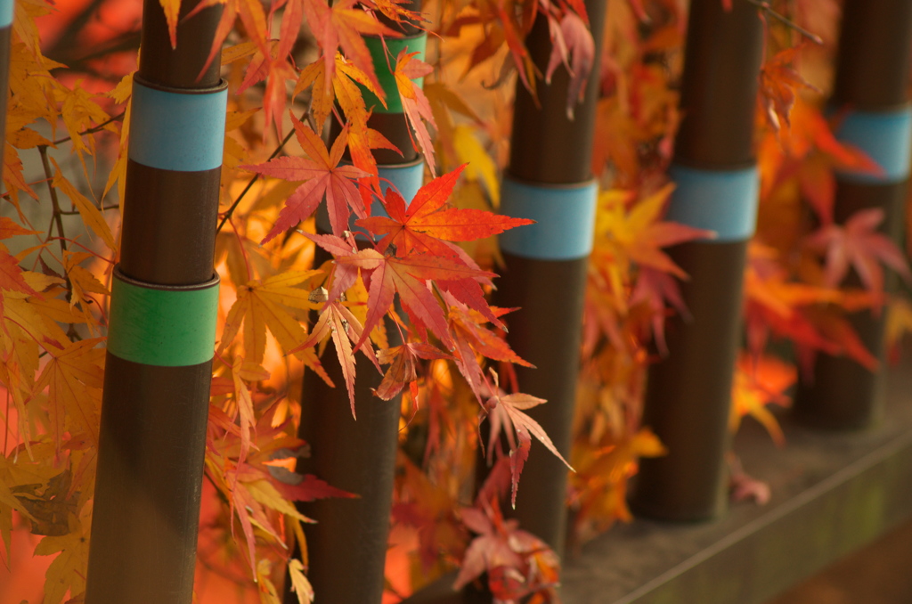 紅葉