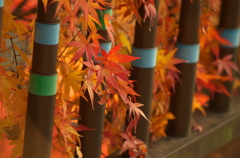 紅葉
