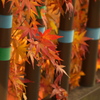 紅葉