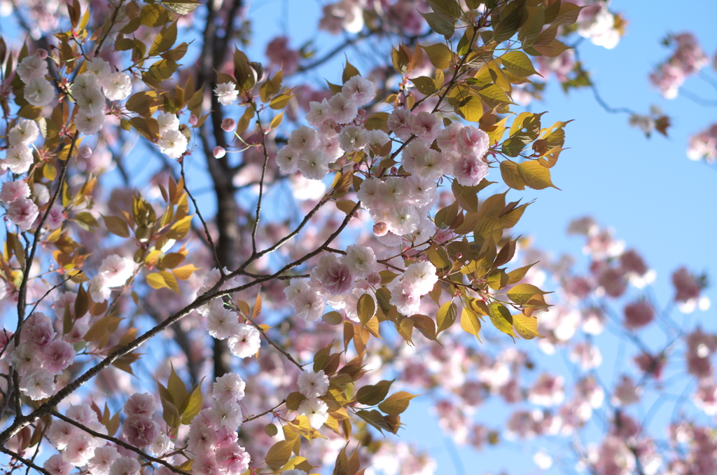 八重桜