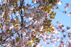 八重桜