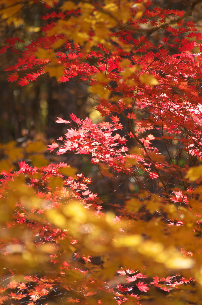 紅葉　