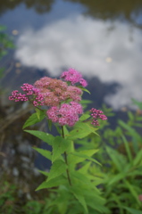花と雲