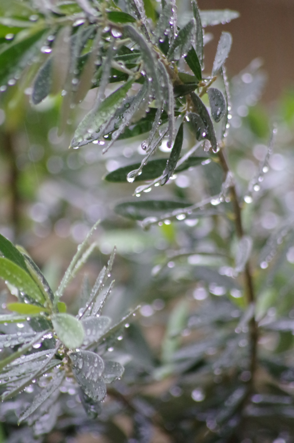 雨