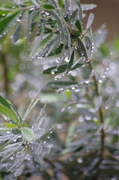雨