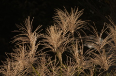 花火