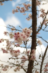 秋に咲く花