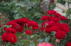 赤い薔薇（神代植物公園）