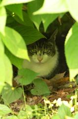 避暑にゃんこ