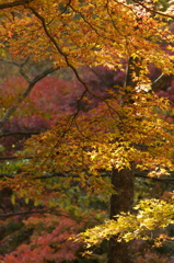 紅葉