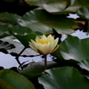 睡蓮