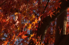 今日の紅葉