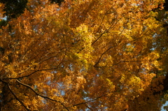 紅葉