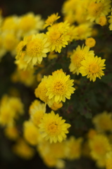 秋に咲く花