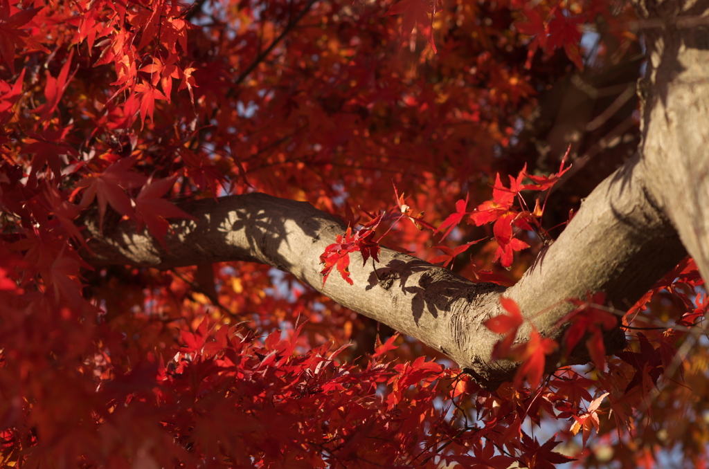紅葉