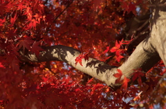 紅葉