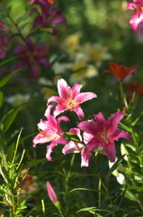 百合