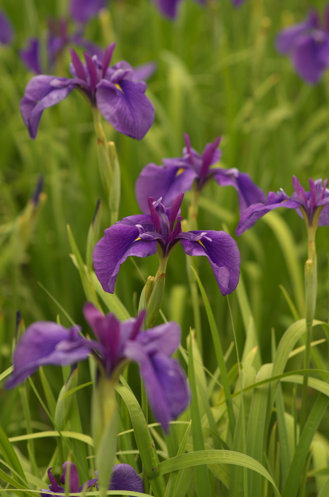 花菖蒲