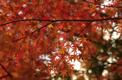 紅葉
