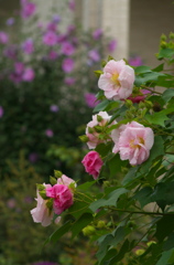 芙蓉の花