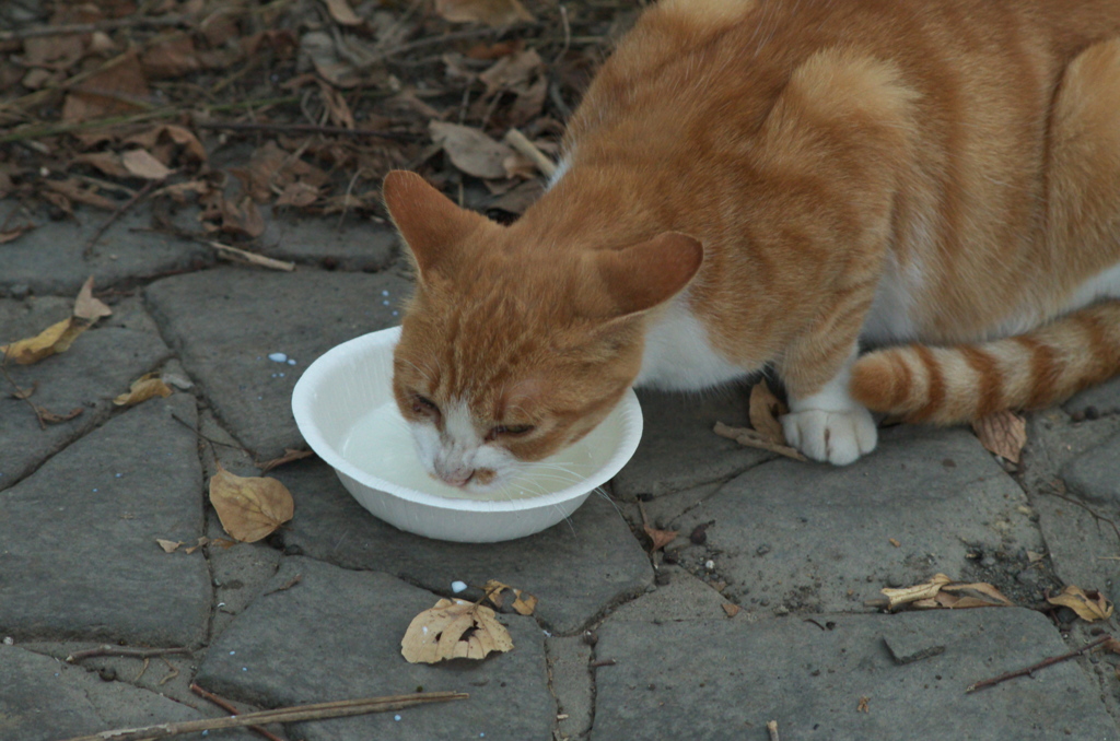 母猫